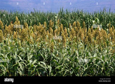 jowar plantation  res stock photography  images alamy