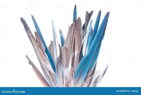 Tuft of feathers stock photo. Image of bouquet, budgies - 44002016