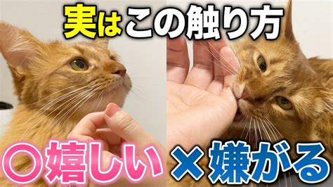 【完全版】猫が嫌がる触り方and猫が喜ぶ撫で方12選 Youtube