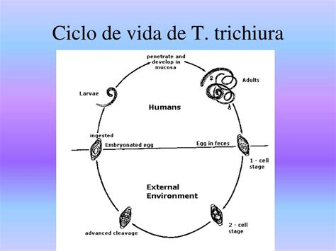 Ppt Atlas De Parasitologia Powerpoint Presentation Free Download Id7982902