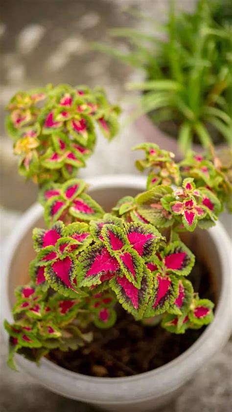 15 Yr Old Girl Forced To See Porn 15 Year Old Girl Forced To See Porn Rajkot News Times Of