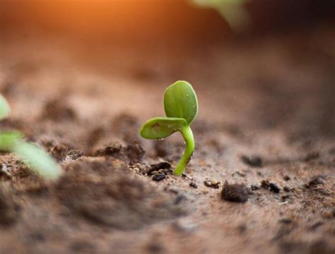 Primer Plano De Una Planta Que Crece En El Campo Foto Premium