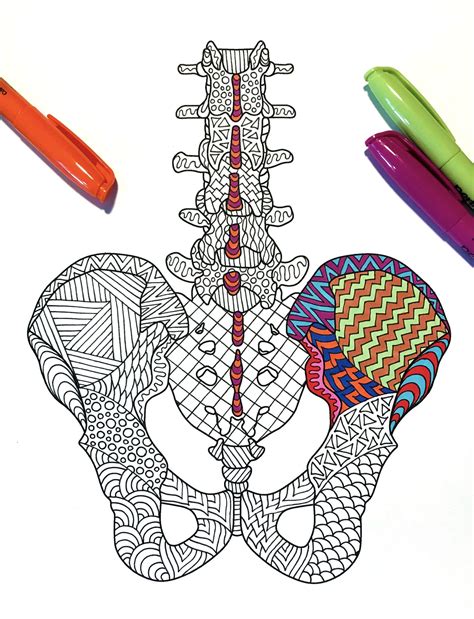 Pelvis Bone And Lumbar Vertebrae Pdf Coloring Page Etsy