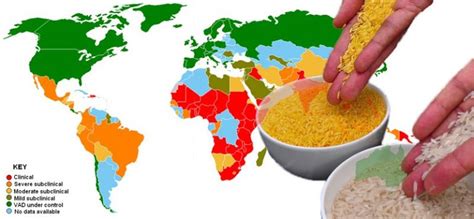 Filipinas Comercializaría El Arroz Dorado Hacia 2023 Un Transgénico Que Evita La Ceguera Y