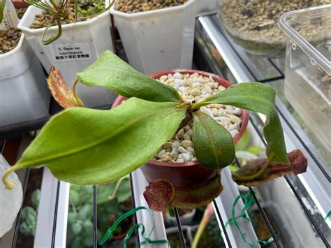 Nepenthes Boschiana X Veitchii Bario Torai S Garden