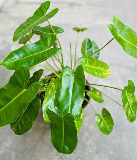 Burle Marx Plant Leaves Plants Flora