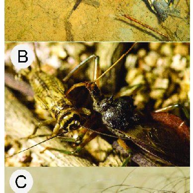 Venomous Heteropterans A An Aquatic Predaceous Heteropteran The