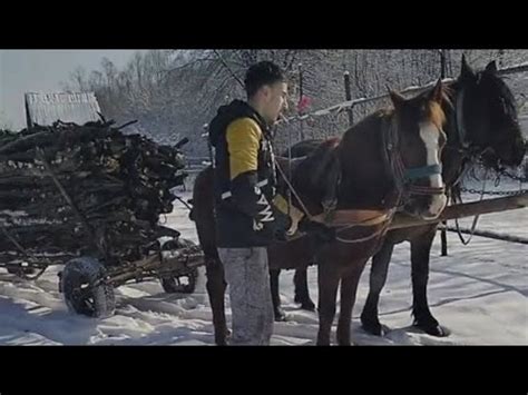 Momak Konjima Na Kolima Po Snijegu Vozi Sitna Drva I Tako Poma E Majki