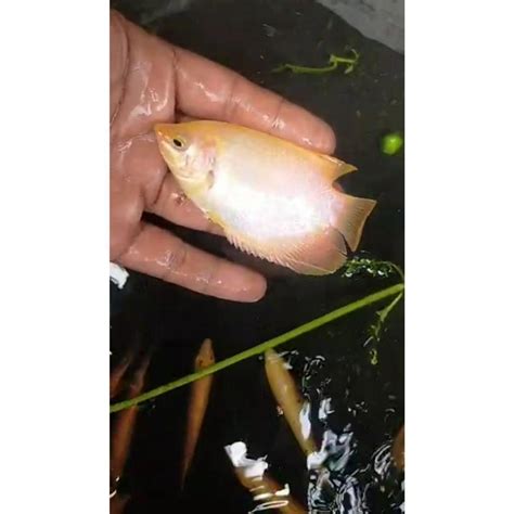 Jual Bibit Gurami Merah Padang Ikan Gurame Ikan Hias Aquascape