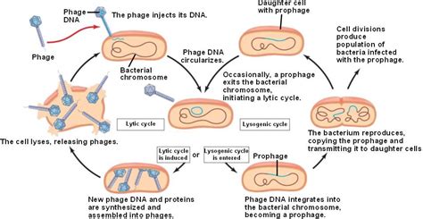 Diagram Of Lytic And Lysogenic Life Cycle