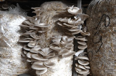 Details More Than Oyster Mushroom Grow Bags Best In Cdgdbentre