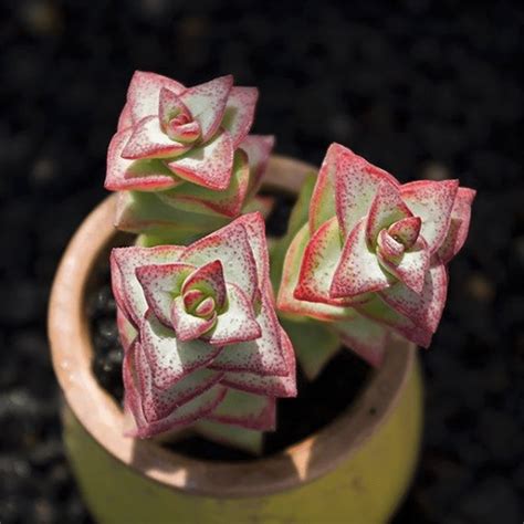 Crassula Conjuncta String Of Buttons Care Tips For Growing Jade