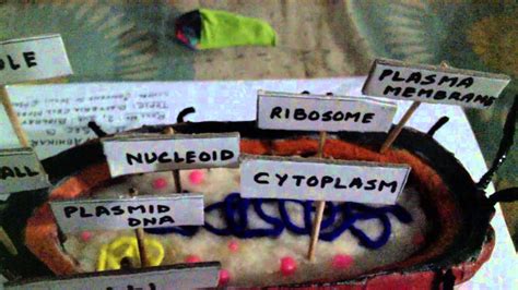 Plasma Membrane of Bacteria