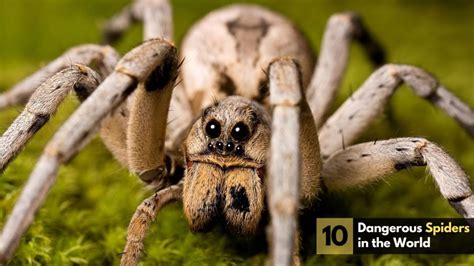 Top 10 Dangerous Spiders In The World Wonderslist