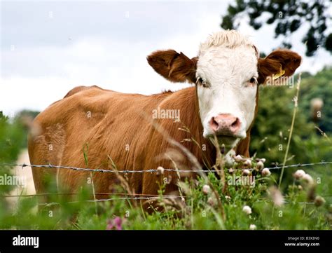 Cultivo De Ganado Vivo Fotograf As E Im Genes De Alta Resoluci N Alamy