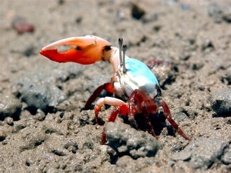 Fiddler Crab – "OCEAN TREASURES" Memorial Library