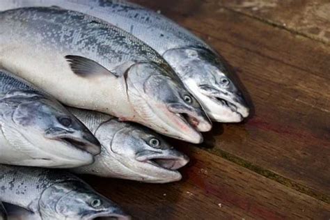 Certified Non-GMO Salmon from Superior Fresh | Aquaculture | Fish Focus