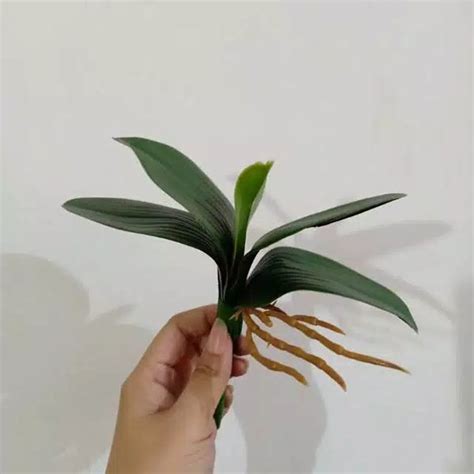 Jual Daun Anggrek Latex Artificial Artificial Orchid Leaf Di Lapak