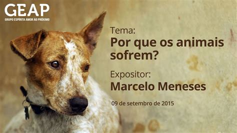 Por Que Os Animais Sofrem Marcelo Menezes Youtube