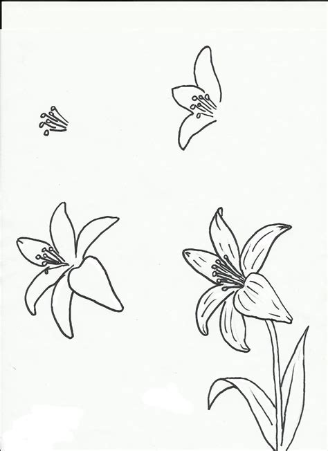 Lily Step By Step Drawing at PaintingValley.com | Explore collection of ...