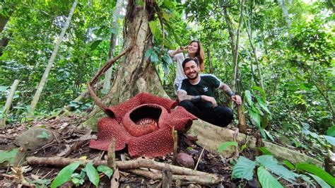 Bunga Raflesia Arnoldii Salah Satu Bunga Puspa Langka Indonesia