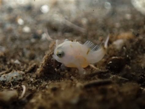 Spawning behaviour of spotted handfish | Handfish Conservation Project