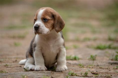 Beagle Où Acheter Et Comment Adopter Un Chiot De Race Beagle