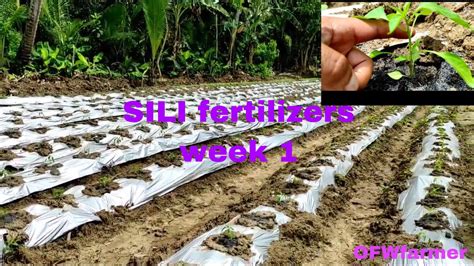 vlog#1 OFWFarmer week1 ng sili planting fertilizer - YouTube