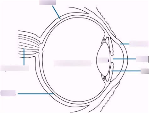 Sheep Eye Dissection Quiz Diagram Quizlet