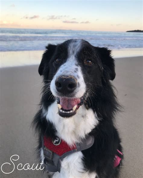 Peninsula Pet Cremations (@peninsulapetcremations) • Instagram photos