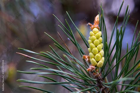 Pinus Resinosa Young Pineoung Tender Cones On A Pine Branch In The