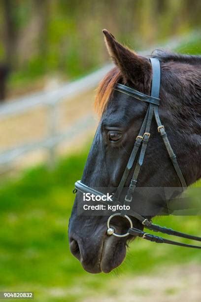 Black Horse Portrait Stock Photo Download Image Now Animal Body