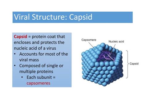 Virus structure | PPT