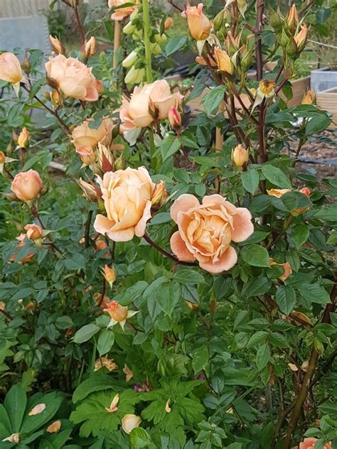 Bridge Of Sighs Climbing Rose Em 2024