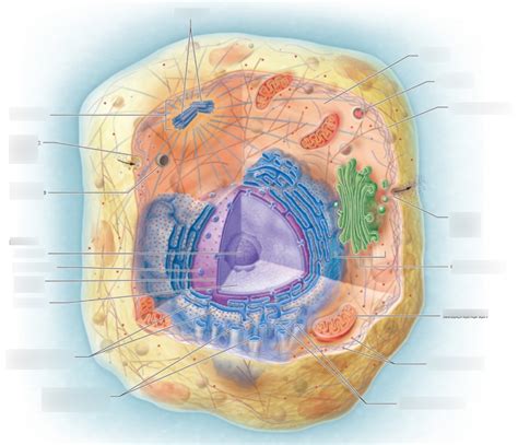 cell organelles Diagram | Quizlet