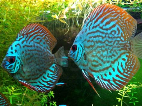 Les Poissons Daquarium Les Plus Fascinants Au Monde Rem Des Naturels