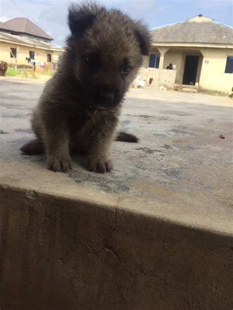 Caucasian/alsatian Mix - Pets - Nigeria