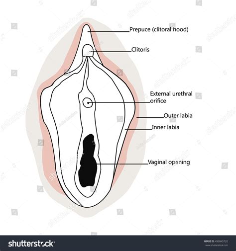 Female External Genitalia Stock Vector Illustration