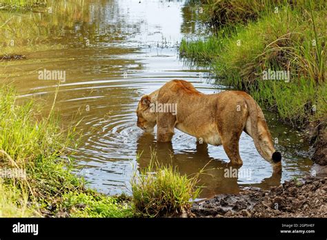 Class: Mammalia Order: Carnivora Suborder: Feliformia Family: Felidae ...