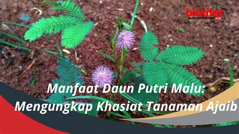 Manfaat Daun Putri Malu Mengungkap Khasiat Tanaman Ajaib Biotifor