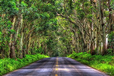 Kauai HI The Eucalyptus Tree Tunnel Gateway Trees South Shore Landscape