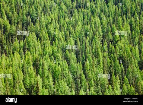 Boreal Coniferous Forest Hi Res Stock Photography And Images Alamy