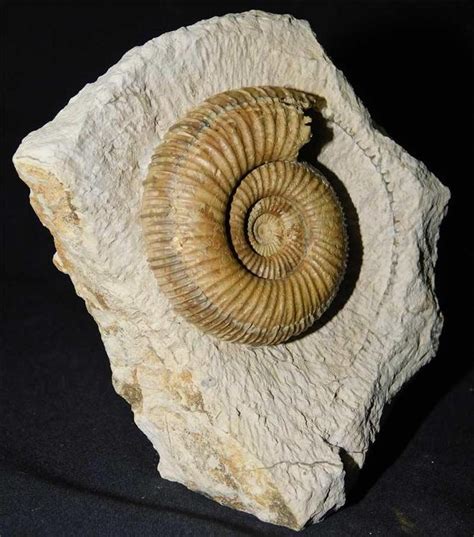 UK fossils including British ammonites - Fossils Direct