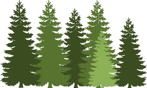 Evergreen Privacy Trees for Sale | BrighterBlooms.com