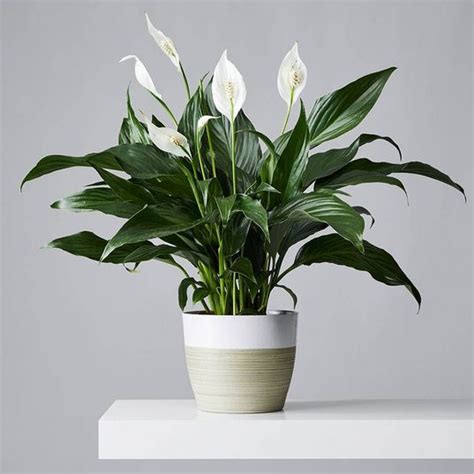 Peace Lilies Plant Care And Growing Guide