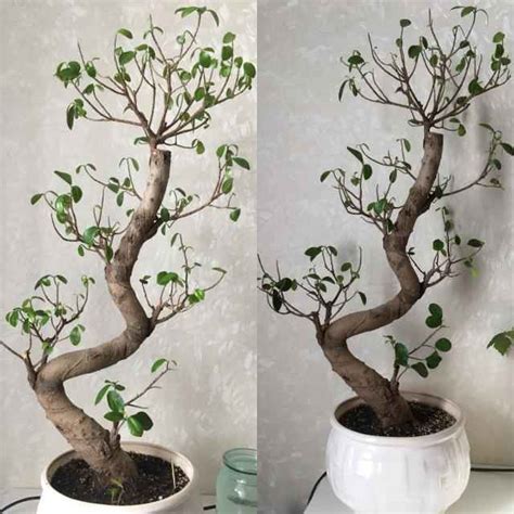 Фикус микрокарпа, фикус Ginseng, фикус-женьшень: фото, условия ...