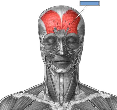 Muscle Diagrams Flashcards Quizlet