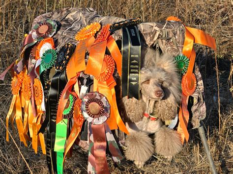 Carolina Hunting Poodles | Florence SC
