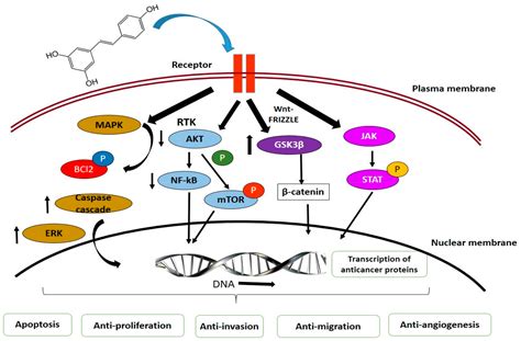 Antioxidants Free Full Text Role Of Phytochemicals In Cancer