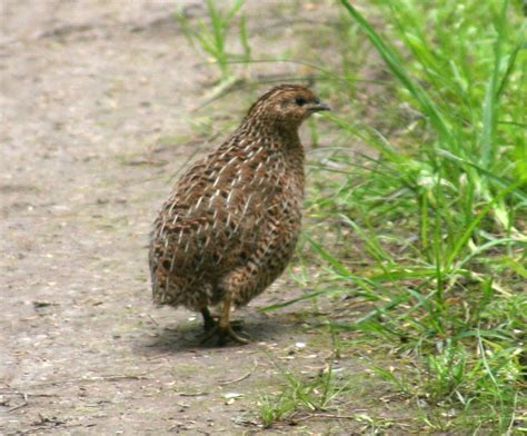 Quail - Wikipedia